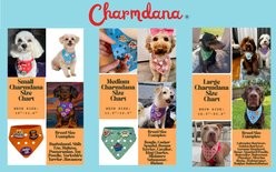 WagAround Town Charmdana Christmas Waterproof Flexible Customizable Dog Bandana with Charms, Red, Small slide 2 of 9