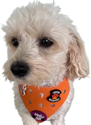 Show full view: WagAround Town Charmdana Halloween Waterproof Flexible Customizable Dog Bandana with Charms Wicked Cute/Happy Halloween, Orange, Small slide 2 of 9