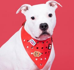 WagAround Town Wag-Witty Dog Bandana Charmdana Bad to the Bone/Lover Not Biter slide 2 of 9