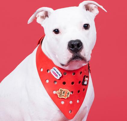 Show full view: WagAround Town Wag-Witty Dog Bandana Charms Its My Bday/Cant Hold My Licker slide 6 of 7