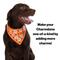 Show in main carousel: WagAround Town Charmdana Halloween Waterproof Flexible Customizable Dog Bandana with Charms Wicked Cute/Happy Halloween, Orange, Large slide 9 of 9