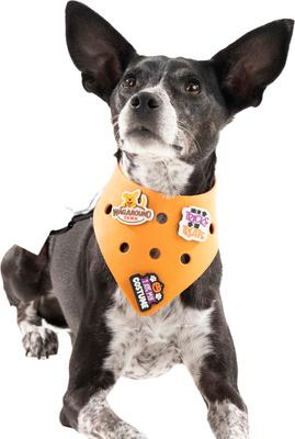 Show full view: WagAround Town Charmdana Halloween Waterproof Flexible Customizable Dog Bandana with Charms Here for Treats/Ate My Costume, Orange, Small slide 2 of 9