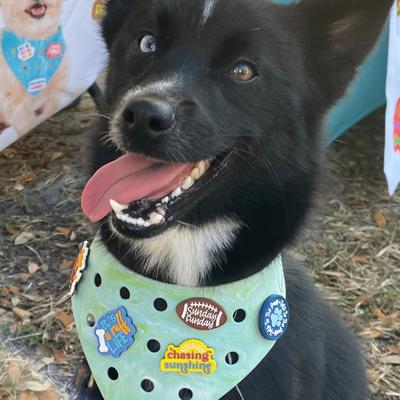Show full view: WagAround Town Wag-Witty Dog Bandana Charms Just Here for Treats/Talk to the slide 6 of 7