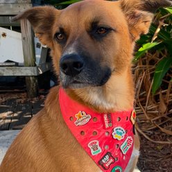 WagAround Town Wag-Witty Dog Bandana Charms Just Here for Treats/Talk to the slide 2 of 7