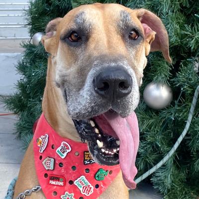 Show full view: WagAround Town Wag-Witty Dog Bandana Charms Santa Paws/Cookie Tester Holiday Dog Accessories slide 2 of 5