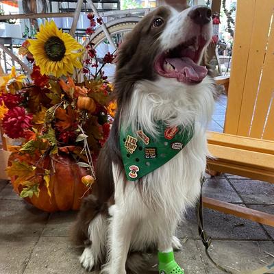 Show full view: WagAround Town Wag-Witty Dog Bandana Charms New Year/ Broke My Resolutions Holiday Dog Accessories slide 7 of 8