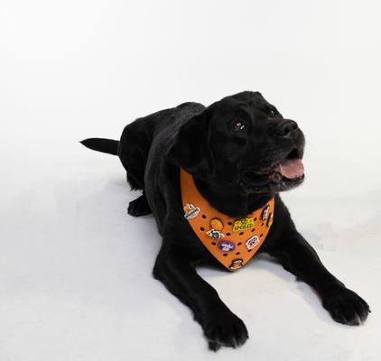 Show full view: WagAround Town Wag-Witty Dog Bandana Charms Happy Howloween/Wicked Cute Holiday Dog Accessories slide 2 of 5