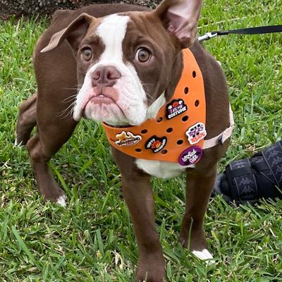 Show full view: WagAround Town Wag-Witty I Ate My Costume Tricks for Treats Dog Bandana Charms slide 5 of 6