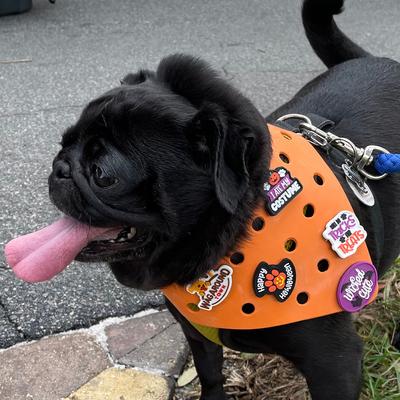Show full view: WagAround Town Wag-Witty I Ate My Costume Tricks for Treats Dog Bandana Charms slide 2 of 6