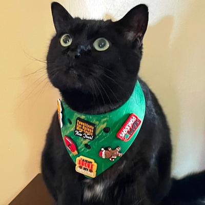 Show full view: WagAround Town Wag-Witty Dog Bandana Charms New Year/ Broke My Resolutions Holiday Dog Accessories slide 6 of 8