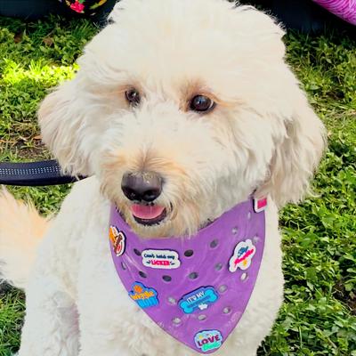 Show full view: WagAround Town Wag-Witty Dog Bandana Charms Love Rescued Me/ Live Love Bark slide 5 of 6