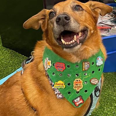 Show full view: WagAround Town Wag-Witty Dog Bandana Charms Love Rescued Me/ Live Love Bark slide 6 of 6