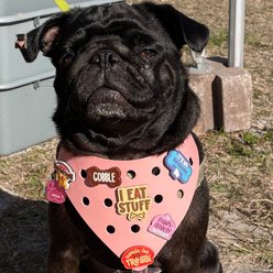 WagAround Town Wag-Witty Dog Bandana Charms Chasing Sunshine/Pawsitively Adorable slide 2 of 7