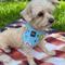 Show in main carousel: WagAround Town Wag-Witty Dog Bandana Charms Pawty in the USA/Star Spangled Pup slide 2 of 6