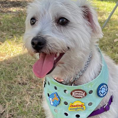 Show full view: WagAround Town Wag-Witty Dog Bandana Charms Chasing Sunshine/Pawsitively Adorable slide 5 of 7