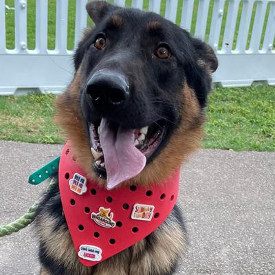 Show full view: WagAround Town Wag-Witty Dog Bandana Charms Its My Bday/Cant Hold My Licker slide 2 of 7