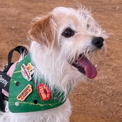 WagAround Town Wag-Witty Happy Thanksgiving Thankful for Treats Dog Bandana Charms slide 2 of 6