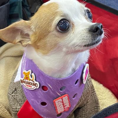 Show full view: WagAround Town Wag-Witty Dog Bandana Charms Sloppy Kisser/I Eat Stuff slide 7 of 8