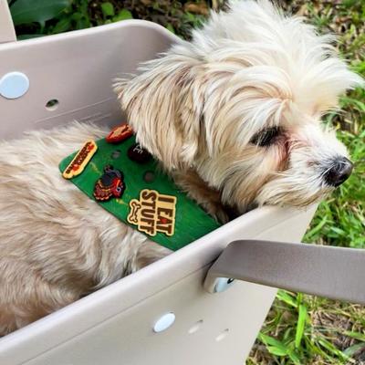 Show full view: WagAround Town Wag-Witty Dog Bandana Charms Sloppy Kisser/I Eat Stuff slide 5 of 8