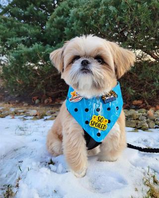 Show full view: WagAround Town Wag-Witty Dog Bandana Charms Suns Out/ Feeling Nauti-Dog Bandana Charms slide 5 of 5