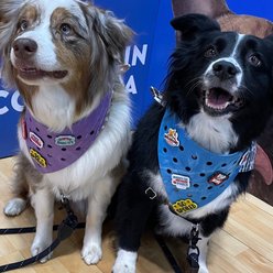 WagAround Town Wag-Witty Dog Bandana Charms So Spoiled/Smooch Bday Pooch slide 2 of 7