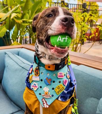 Show full view: WagAround Town Wag-Witty Dog Bandana Charms So Spoiled/Smooch Bday Pooch slide 5 of 7