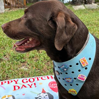 Show full view: WagAround Town Wag-Witty Dog Bandana Charms Free Kisses/Wiggle Butt slide 7 of 8