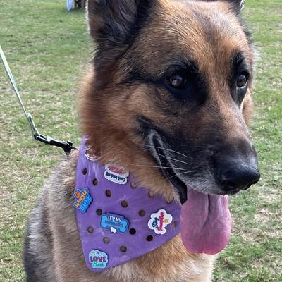 Show full view: WagAround Town Wag-Witty Dog Bandana Charms Stay Pawsitive/Pawoffice slide 6 of 8