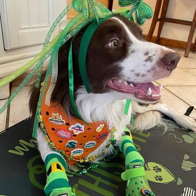 Show full view: WagAround Town Wag-Witty Dog Bandana Charms Stay Pawsitive/Pawoffice slide 8 of 8