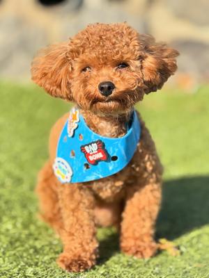 Show full view: WagAround Town Wag-Witty Dog Bandana Charmdana Bad to the Bone/Lover Not Biter slide 2 of 9