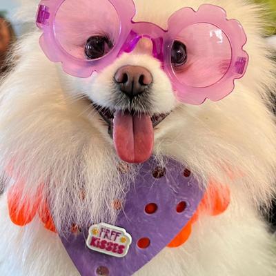 Show full view: WagAround Town Wag-Witty Dog Bandana Charms Free Kisses/Wiggle Butt slide 3 of 8