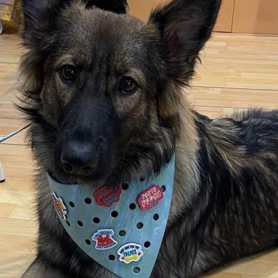 Show full view: WagAround Town Wag-Witty Dog Bandana Charms Pet Me/Party Pooch slide 2 of 8