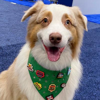 Show full view: WagAround Town Wag-Witty Dog Bandana Charms Lets Pawty/Fetch It Yourself slide 6 of 8