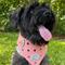 Show in main carousel: WagAround Town Wag-Witty Dog Bandana Charms Lets Pawty/Fetch It Yourself slide 7 of 8