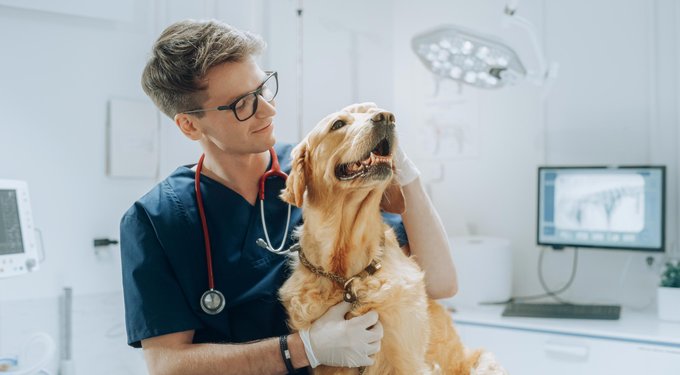 Heartgard Plus Chew for Dogs, 26-50 lbs, (Green Box)