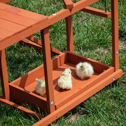 Win World Chicken Gym, Medium slide 2 of 9