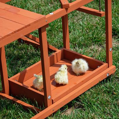 Show full view: Win World Chicken Gym, Medium slide 9 of 9