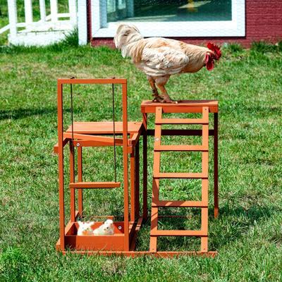 Show full view: Win World Chicken Gym, Medium slide 7 of 9