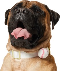 Frisco Baseball Dog & Cat Adjustable Collar Attachment, One Size