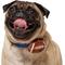Show in main carousel: Frisco Removable Football Dog & Cat Adjustable Collar Attachment, One Size slide 1 of 9