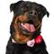 Show in main carousel: Frisco Valentine's Candy Conversation Heart Collar Attachment, One Size slide 2 of 9