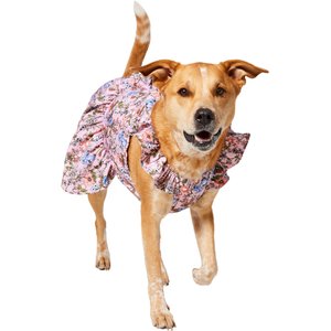 Frisco Ruffle Dog & Cat Dress, Spring Floral, X-Large