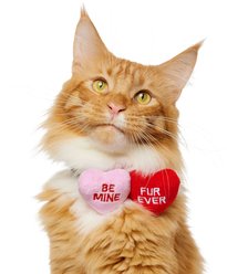Frisco Valentine's Candy Conversation Heart Collar Attachment, One Size