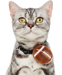 Frisco Removable Football Dog & Cat Adjustable Collar Attachment, One Size slide 2 of 7