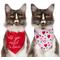 Show in main carousel: Frisco Valentine's Floral Heart & All You Need is Love Dog & Cat Reversible Bandana, X-Small/Small slide 2 of 10