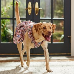 Frisco Ruffle Sleeve Dog & Cat Dress, Spring Floral, X-Large slide 2 of 7