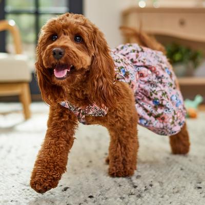 Show full view: Frisco Ruffle Dog & Cat Dress, Spring Floral, Medium slide 7 of 10
