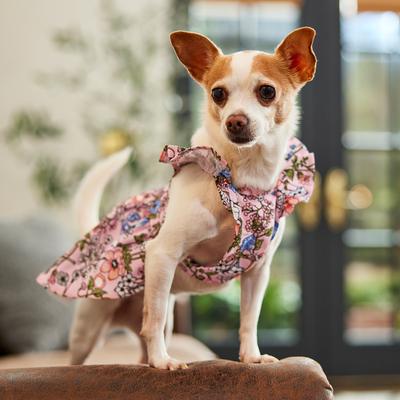 Show full view: Frisco Ruffle Dog & Cat Dress, Spring Floral, X-Small slide 7 of 10
