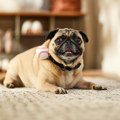 Show full view: Frisco Baseball Dog & Cat Adjustable Collar Attachment, One Size slide 6 of 9