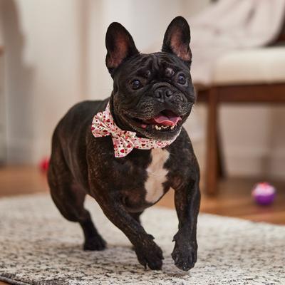 Show full view: Frisco Valentine's Hearts Dog & Cat Bow Tie, Floral Hearts, Medium/Large slide 6 of 9
